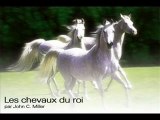 Chevaux chevale pur sang arabe