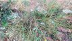 Rose Natal grass, Natal red top,  Natal grass ,Capim favorito (Rhynchelytrum repens)