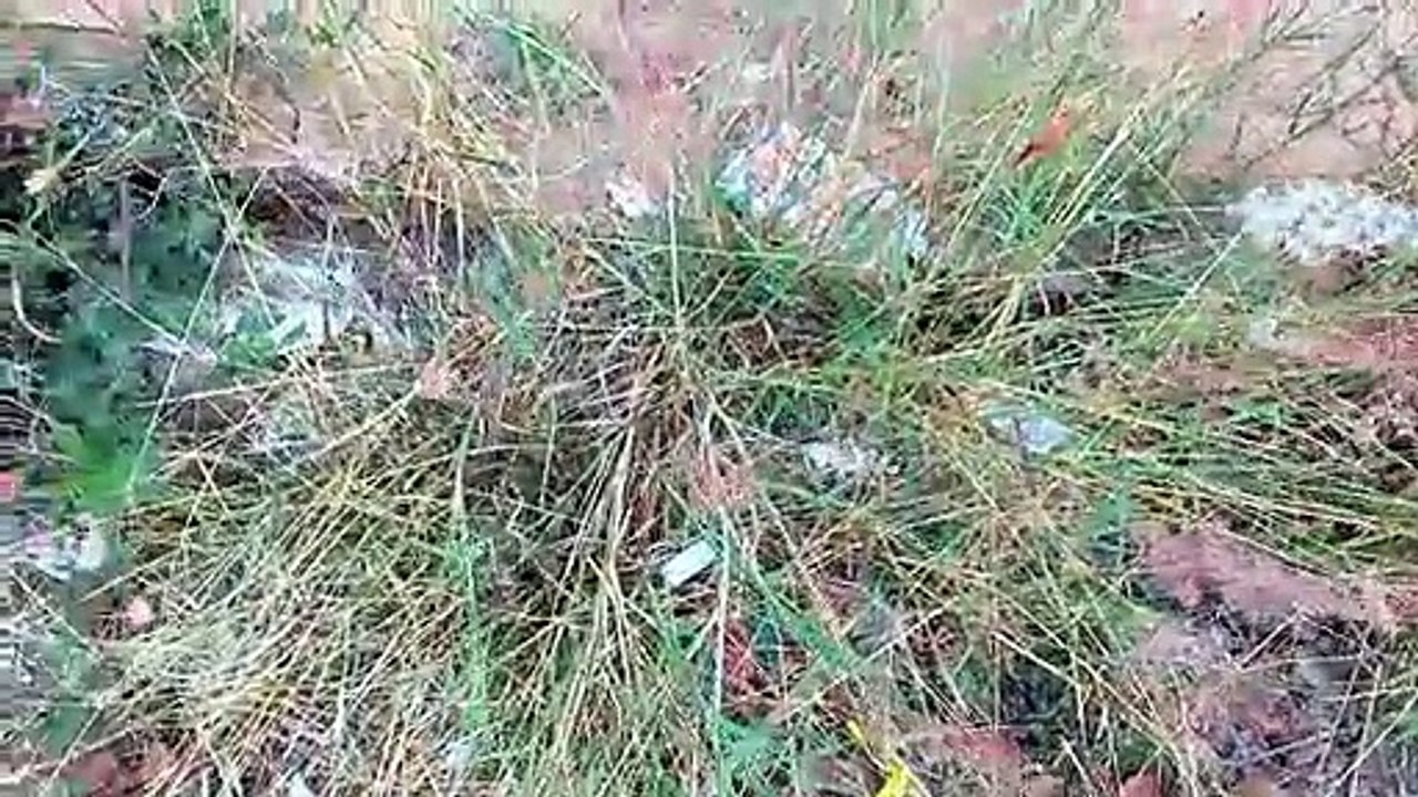 Rose Natal grass, Natal red top,  Natal grass ,Capim favorito (Rhynchelytrum repens)