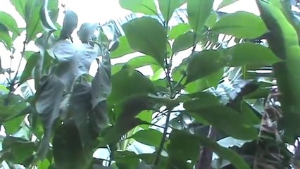 Capoeira branca, fumo brabo _ White caponier ( Solanum granuloso-leprosum )