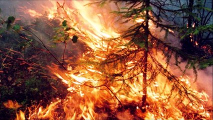 Tangerine Dream - The Apparently Lunatic Hierarchy