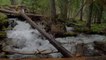 4K Forest Waterfalls at Enchantment Lakes Trail - Nature Sounds of a Waterfall -