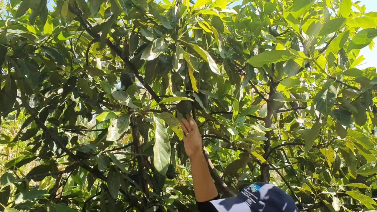 Cultivo de Aguacate || Zona Agroecologica Libre de Barrenador ||  Salomón Hernandes rex