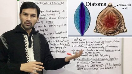 Protista(2)-Chrysophytes(Diatoms & Desmids) & Dinoflagellates