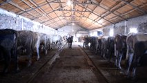 ARDAHAN - Kaybolmaya yüz tutan 'Zavot sığırı'nın sayısı devlet desteğiyle arttı