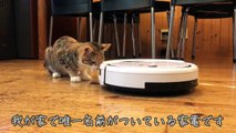 お掃除ロボットと対峙した猫の反応が意外すぎたｗ【キジ白猫のまる】-cute cat-