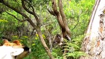 Cute Koalas Playing - Funny Koala Bears