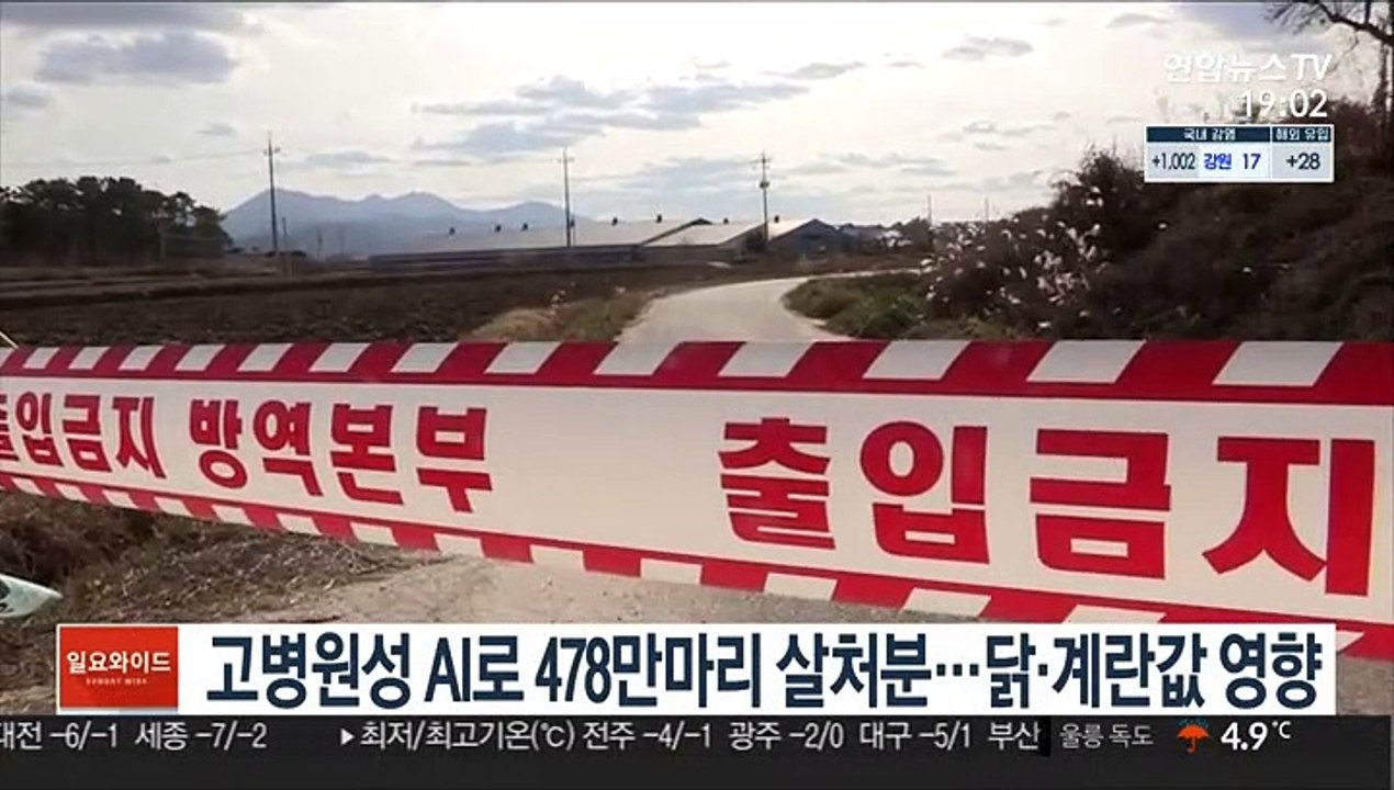 고병원성 AI로 478만마리 살처분…닭·계란 가격 영향
