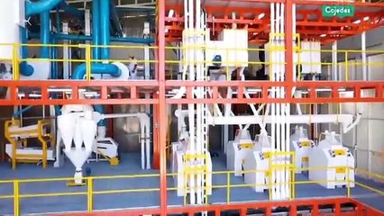 Cultivando Patria 13DIC2020 | Planta Procesadora de Cereales Molinos del Sur América - edo. Cojedes