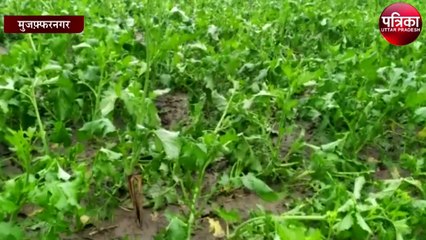 बेमौसम हुई ओलावृष्टि से फसलों को नुकसान