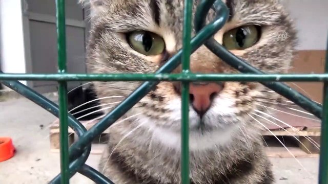 BARTIN - Sokak Hayvanları Geçici Bakım Evi ve Rehabilitasyon Merkezine yoğun ilgi