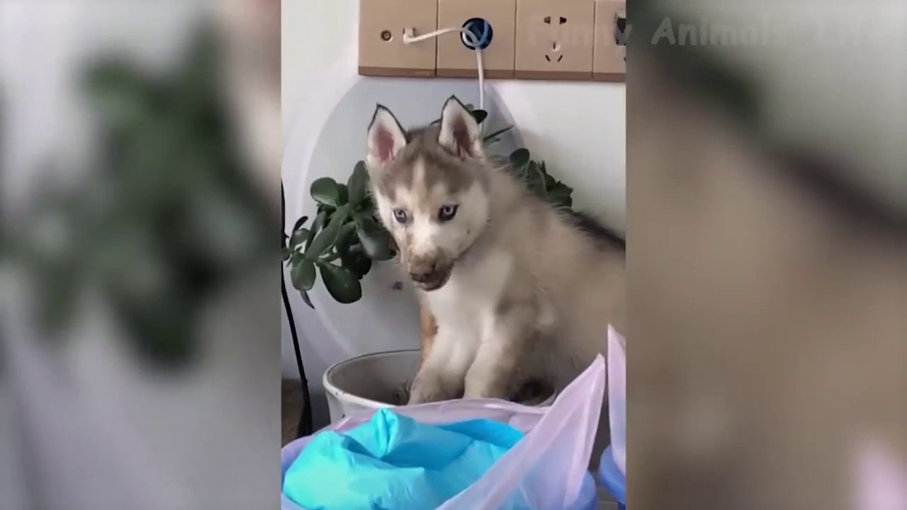 Komik Kediler ve Köpekler - Harika Komik Hayvan Hayvanlarının Yaşam Videoları