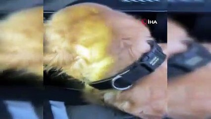 Çanakkale'de torpido ve vites altına gizlenen uyuşturucuları ‘Şila’ buldu