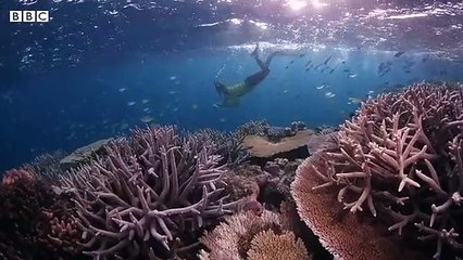 Can_mapping_the_Great_Barrier_Reef_help_it_survive?_-_BBC_News
