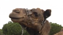 Los camellos reales descansan en Doñana esperando a Melchor, Gaspar y Baltasar