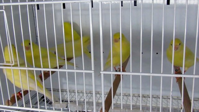 femelles ivoire 2020