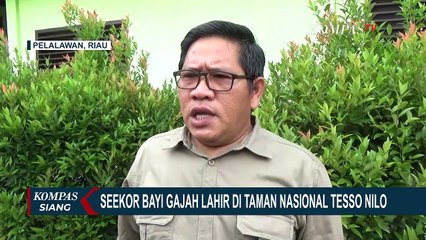 Seekor Bayi Gajah Lahir di Taman Nasional Tesso Nilo Riau