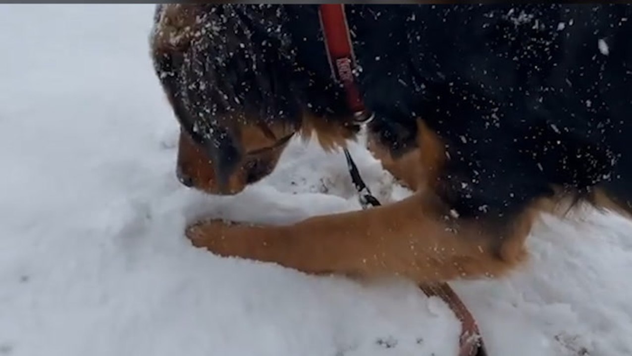 A snow day for pets