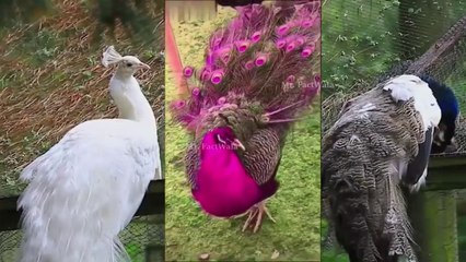 urdu hindiTop 10 Beautiful Peacocks