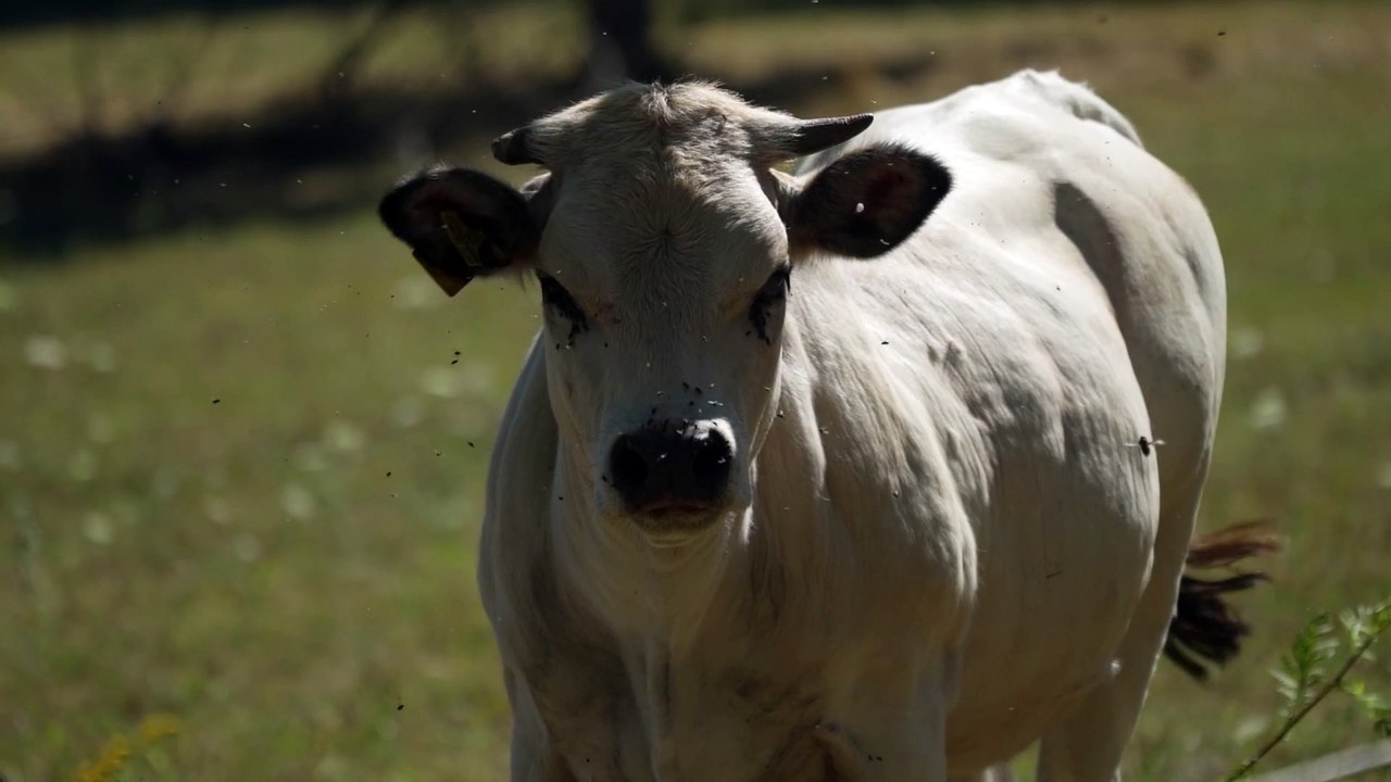 Best funny cow video for kids