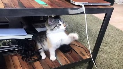 Best funny cats video for kids