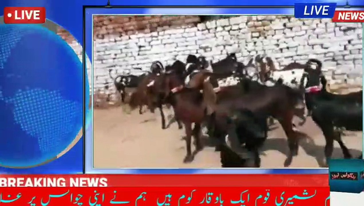 goat farming 200 goats feasibility report_HIGH goat farming in Pakistan Kashmir