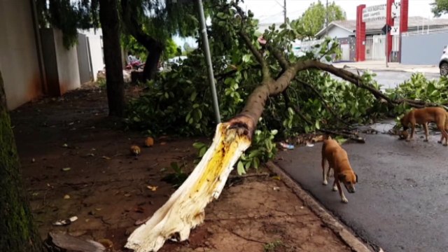 Vendaval causa rachadura em árvore e derruba galhos na Rua Manoel Ribas