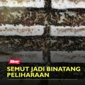 Semut jadi binatang peliharaan