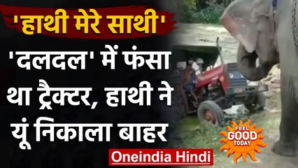 Viral Video: दलदल में फंसे Tractor को हाथी ने एक झटके में खींचकर ऐसे बाहर निकाला । वनइंडिया हिंदी