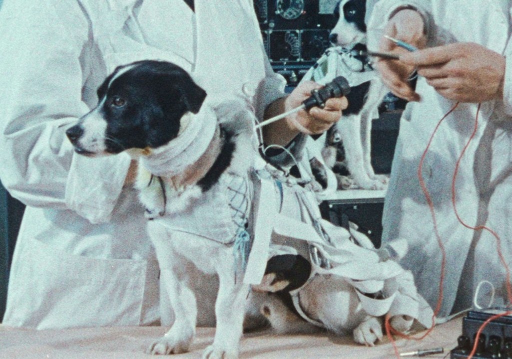 SPACE DOGS Trailer