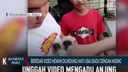 Beredar Video Hewan Dilindungi Mati Usai Diadu Dengan Anjing
