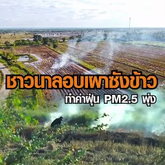 ชาวนา ลอบเผาตอซังข้าว ทำค่าฝุ่น PM2.5 พุ่งสูง