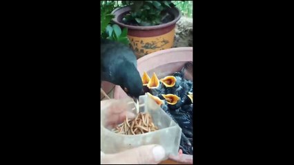 I dare you not to laugh | 2 | comedy | funny animal