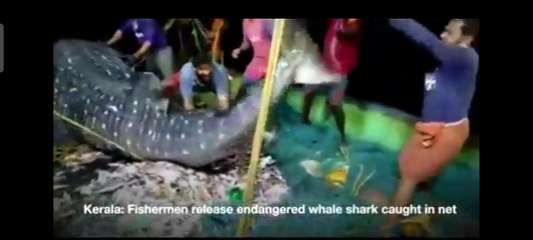 Kerala: fisherman released endangered whale shark