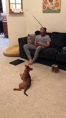 Ingenious Way to Entertain Puppy