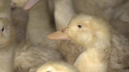 고병원성 AI로 580만 마리 매몰처분...공급 감소에도 닭·달걀값 안정세 / YTN