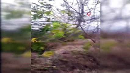 Osmaniye’de şiddetli rüzgar nedeniyle devrilen ağaçlar yolları kapattı