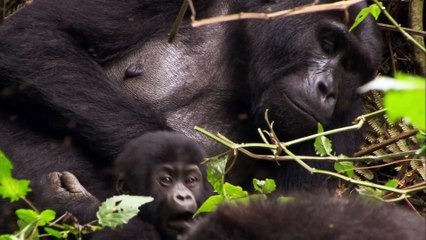 BBC Africa E02 - Savannah