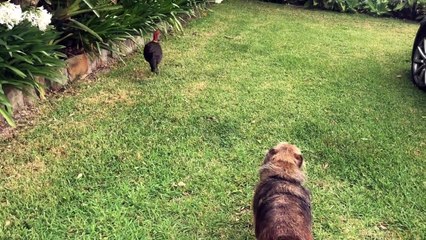 Bush Turkey Wants to Walk His Doggy Friend