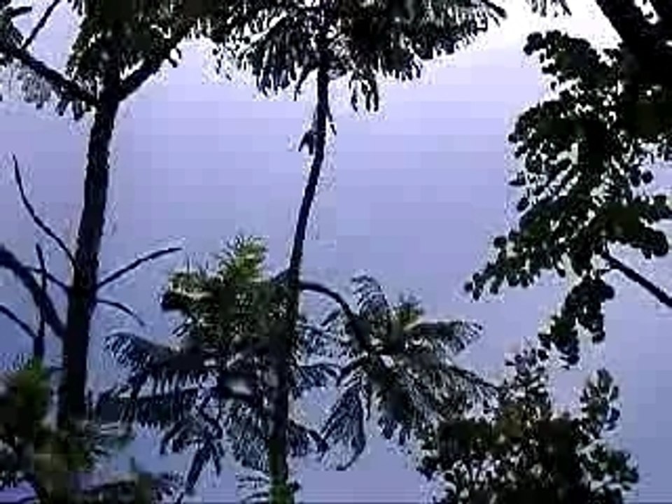 oiseau