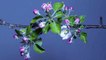8K VIDEOS - UltraHD HDR (60fps) _ Blooming Flowers Timelapse