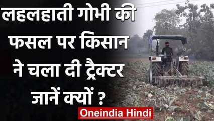 Bihar: थोक बाजार में गोभी का भाव गिरा, तो किसान ने तैयार फसल पर चला दिया ट्रैक्टर । वनइंडिया हिंदी