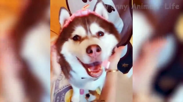 En Komik Köpekler ve Kediler - Gülmemeye Çalışın - Komik Hayvan Hayvanlarının Hayatı