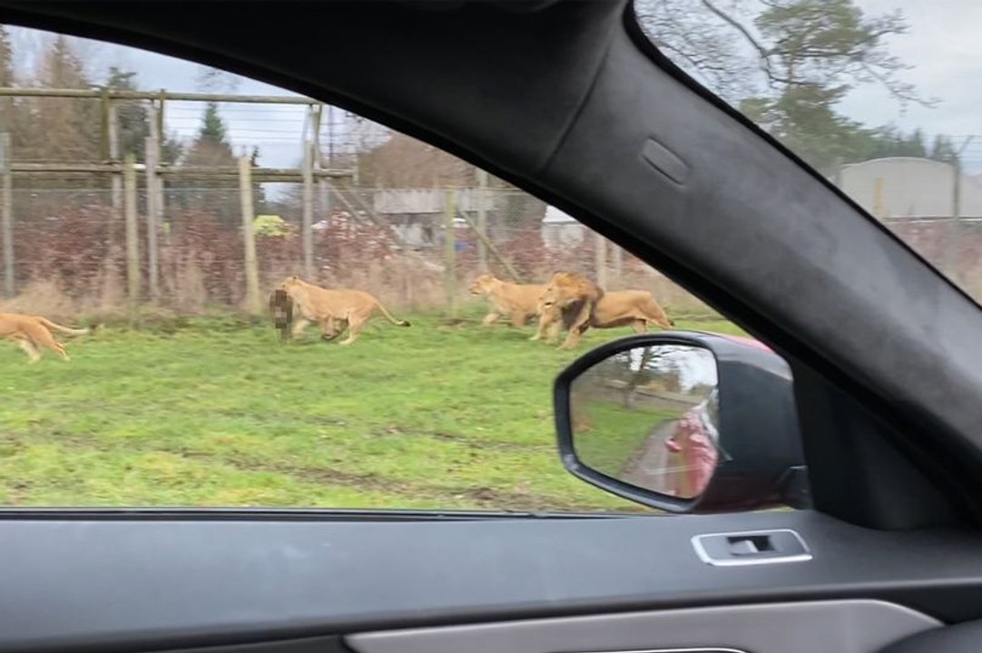 Des lions attaquent un pauvre singe...