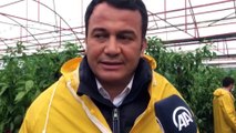 ANTALYA - Kuvvetli yağış etkisini sürdürüyor - Kaş Belediye Başkanı Mutlu Ulutaş'ın açıklaması