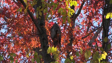 L'observation des oiseaux à Central Park, rare loisir en temps de Covid