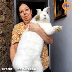 Ce lapin géant est tellement énorme qu’il a sa propre chambre