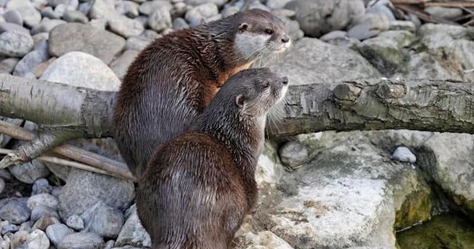Angleterre : deux loutres veuves ont retrouvé l'amour grâce à une annonce sur Internet