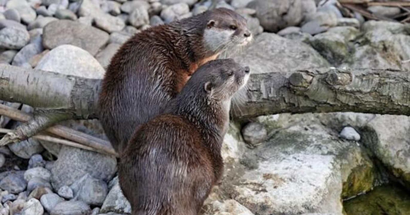 Angleterre : deux loutres veuves ont retrouvé l'amour grâce à une annonce sur Internet