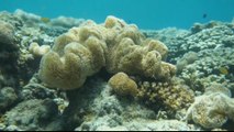 Australia: 'Coral IVF' may help replenish Great Barrier Reef